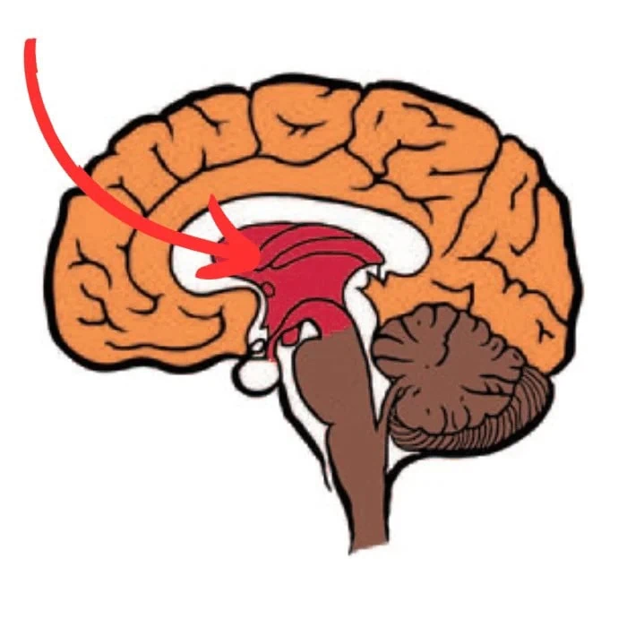 Núcleo Accumbens